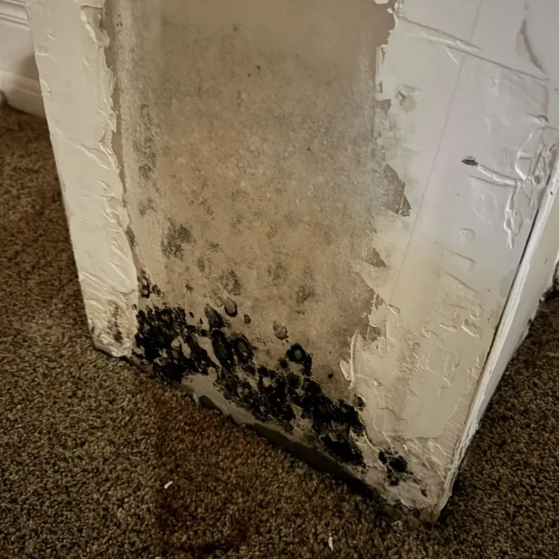 Professional Mold Removal in Rapid City, MI